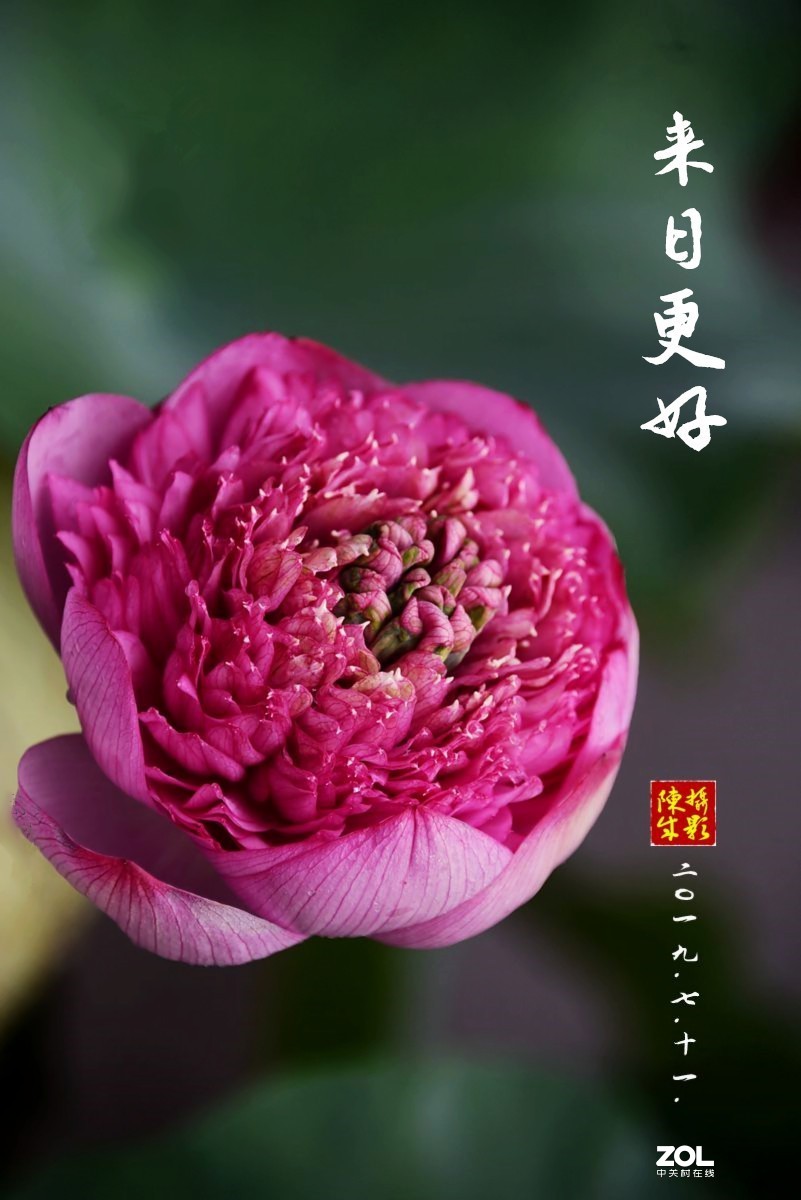 贵港荷展(二)   2020.8.23.发表