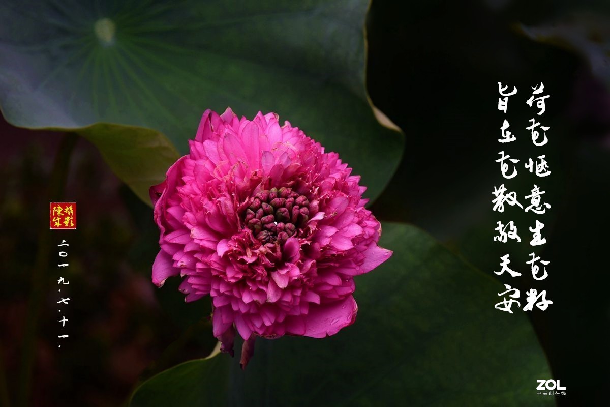 贵港荷展(二)   2020.8.23.发表