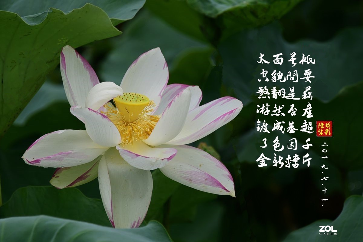 贵港荷展(二)   2020.8.23.发表