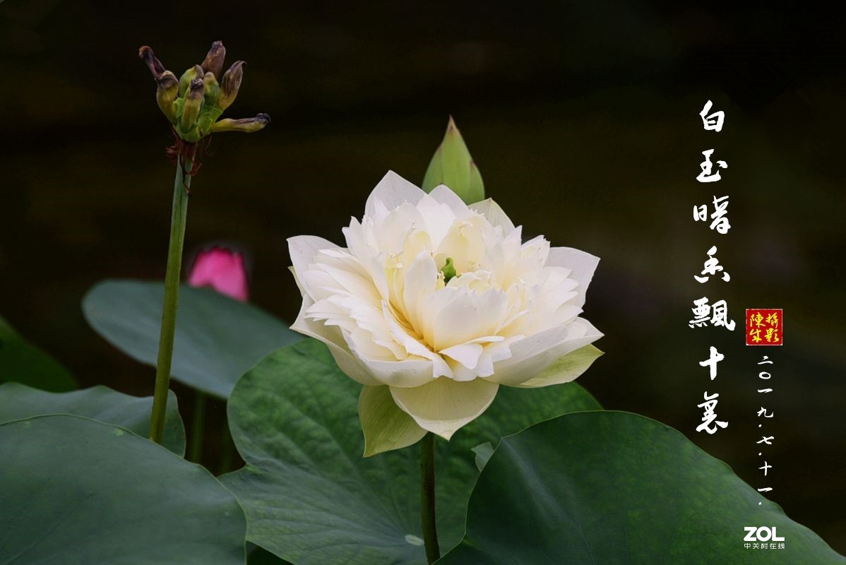 贵港荷展(二)   2020.8.23.发表