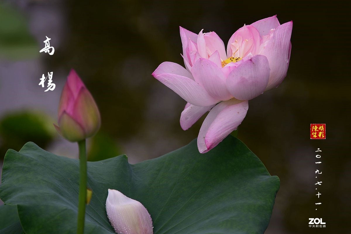 贵港荷展(二)   2020.8.23.发表