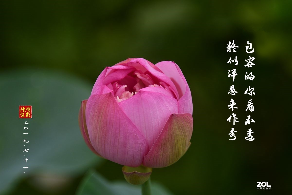 贵港荷展(二)   2020.8.23.发表