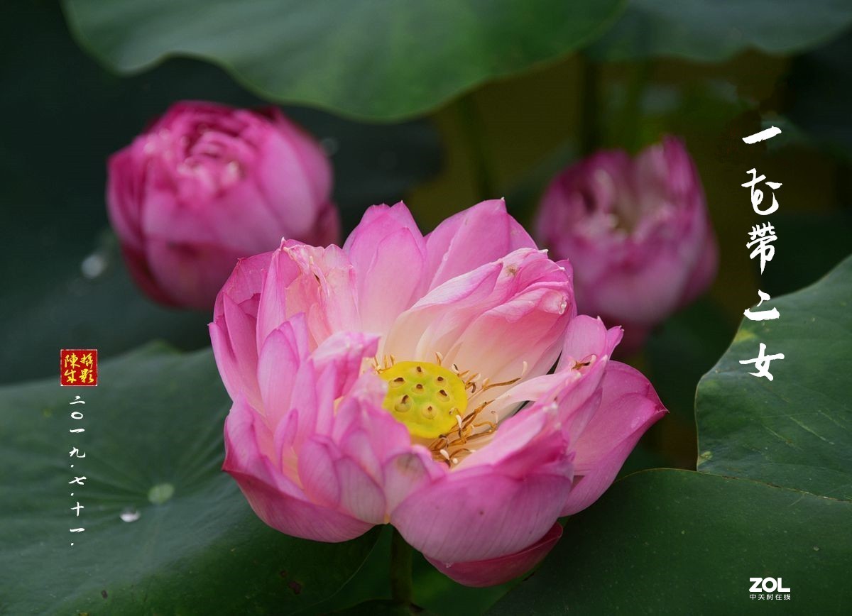 贵港荷展(二)   2020.8.23.发表
