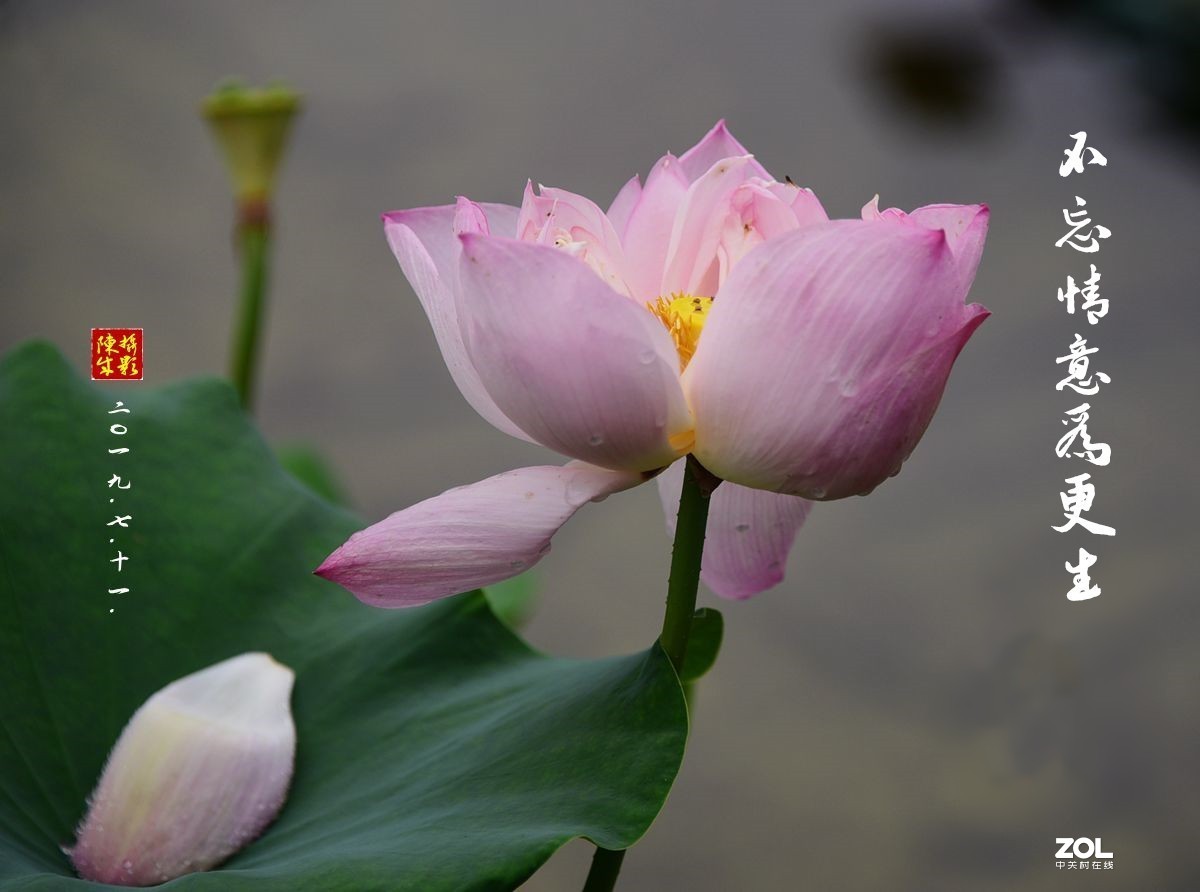 贵港荷展(二)   2020.8.23.发表