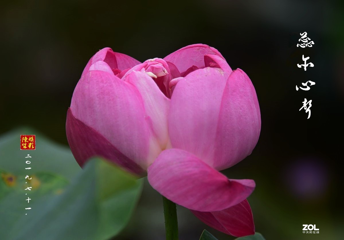 贵港荷展(二)   2020.8.23.发表