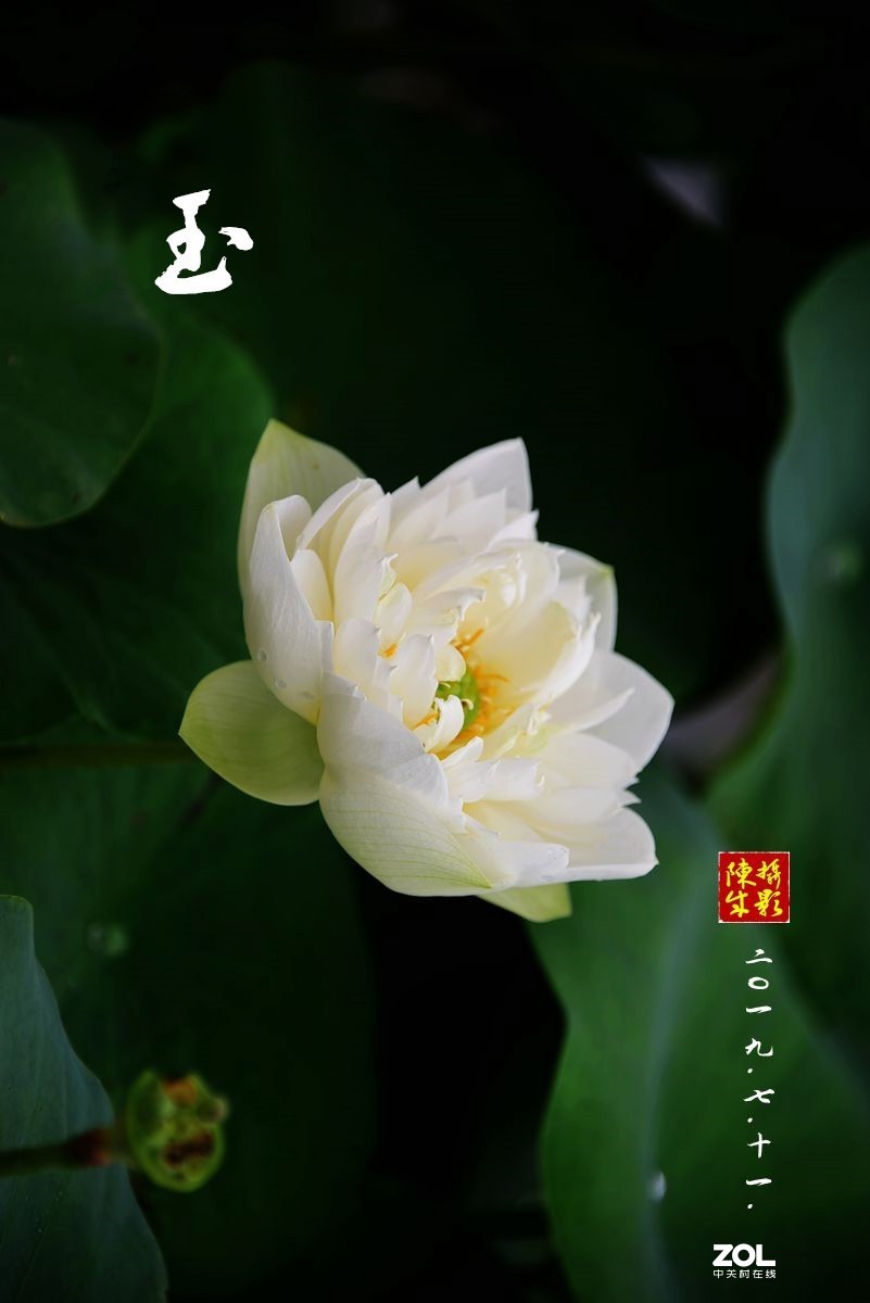 贵港荷展(二)   2020.8.23.发表