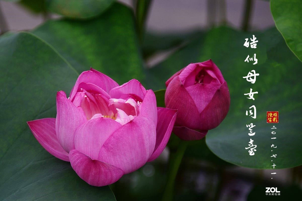 贵港荷展(二)   2020.8.23.发表