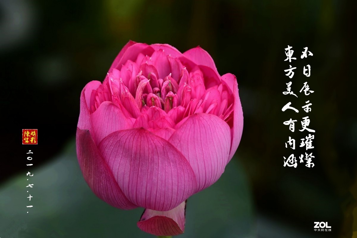 贵港荷展(二)   2020.8.23.发表