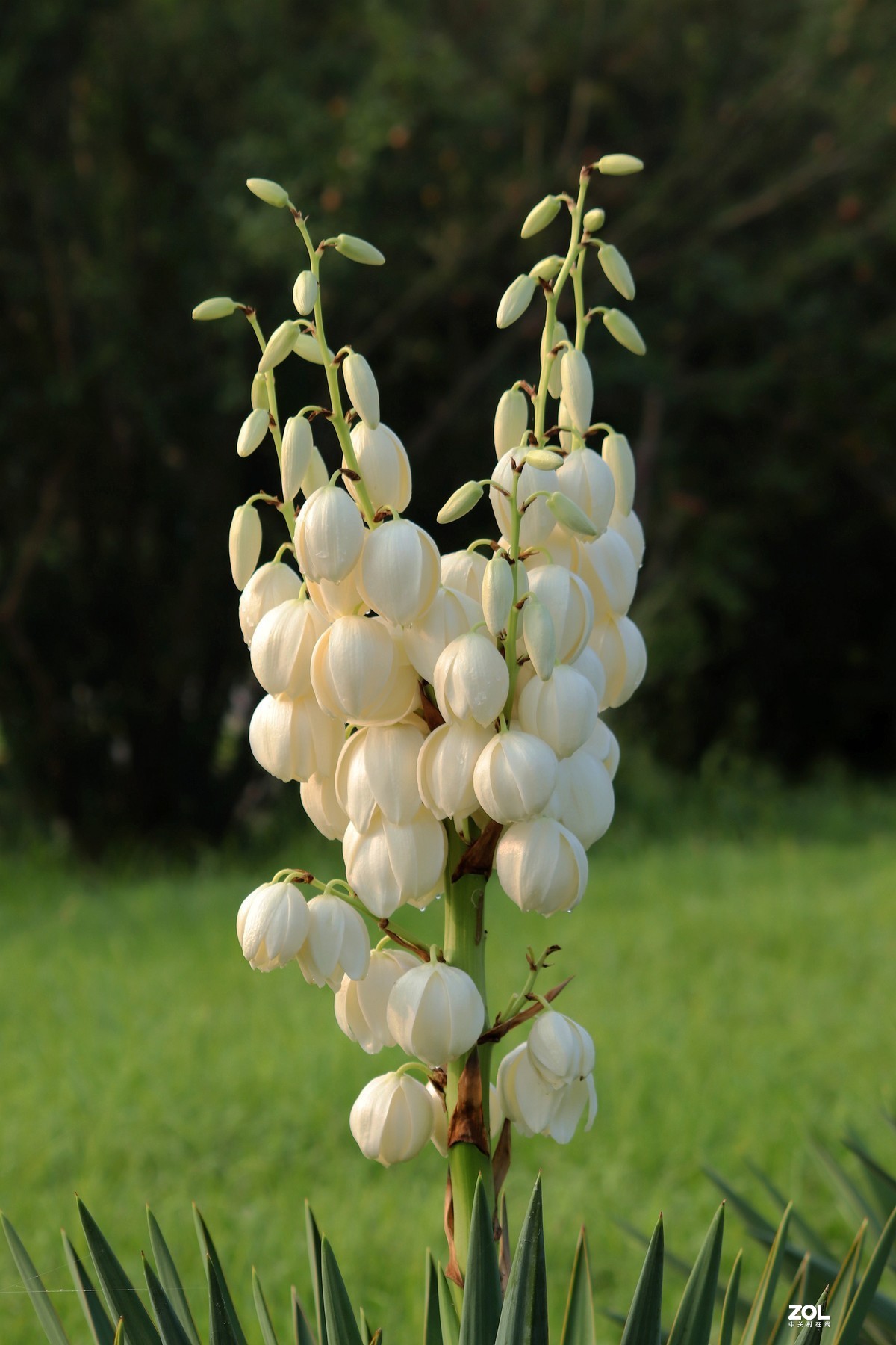 剑麻凤尾丝兰之二