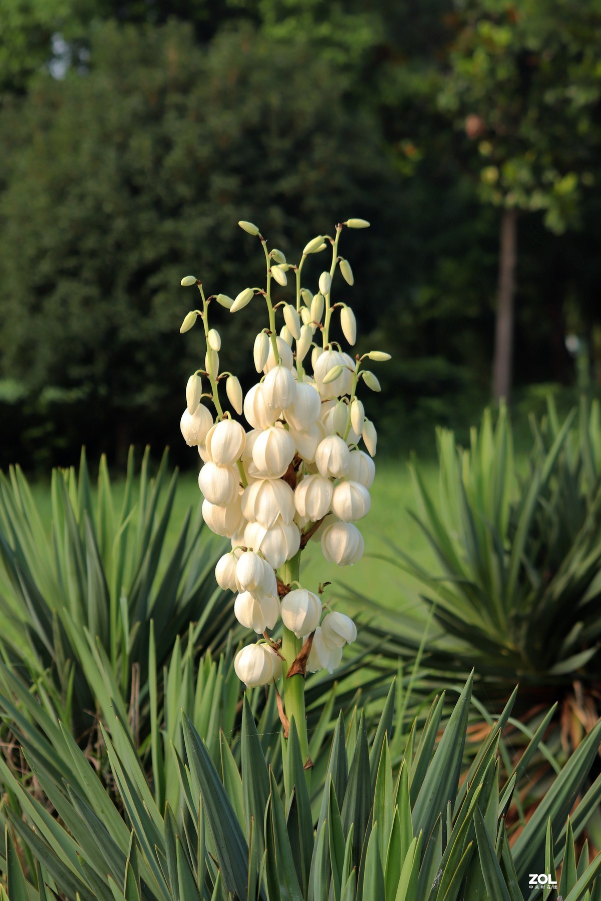 剑麻凤尾丝兰之二