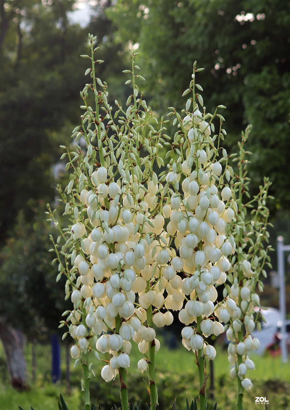 剑麻凤尾丝兰之二