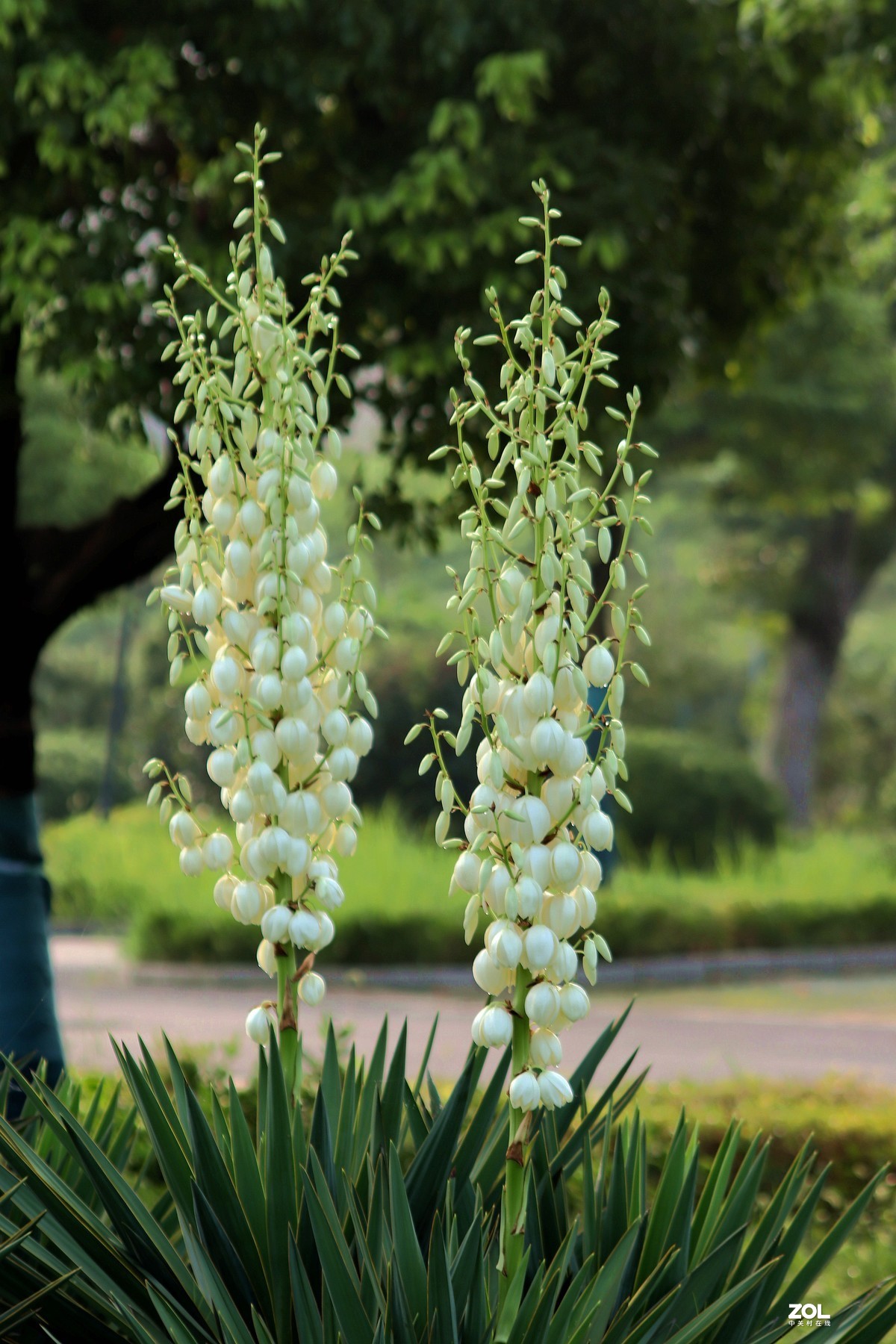 剑麻凤尾丝兰之二