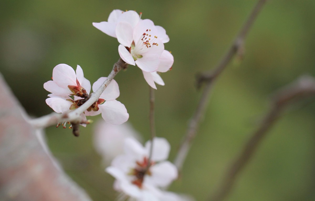 山桃花