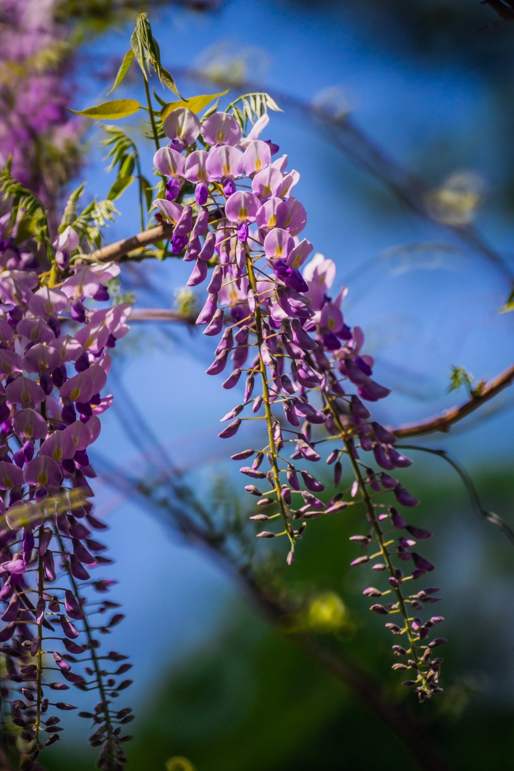 劳动公园的紫藤花