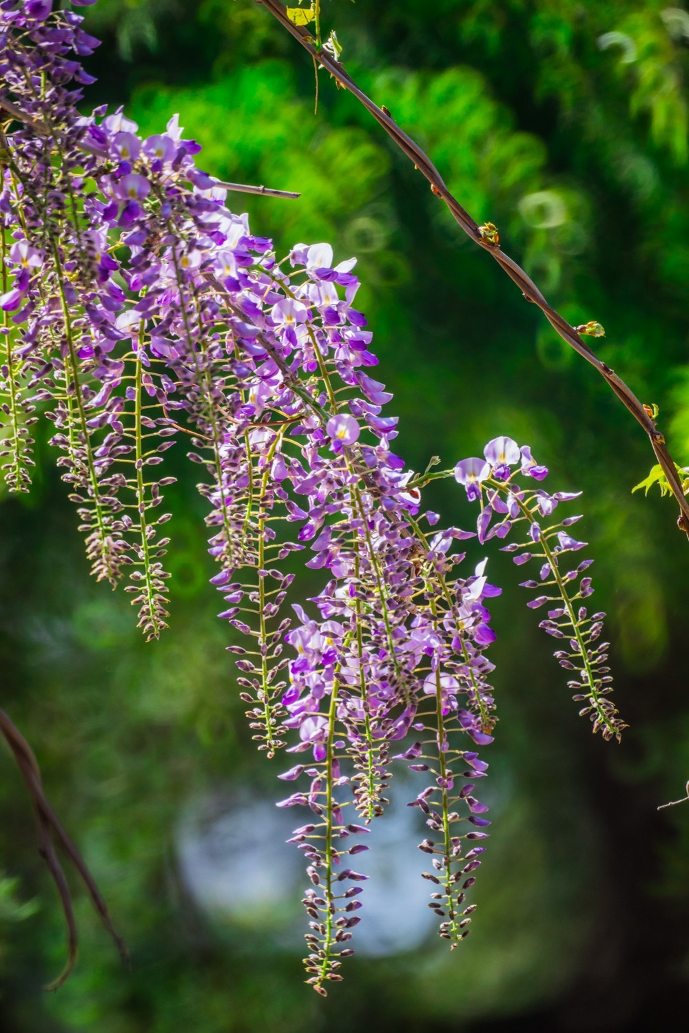 劳动公园的紫藤花
