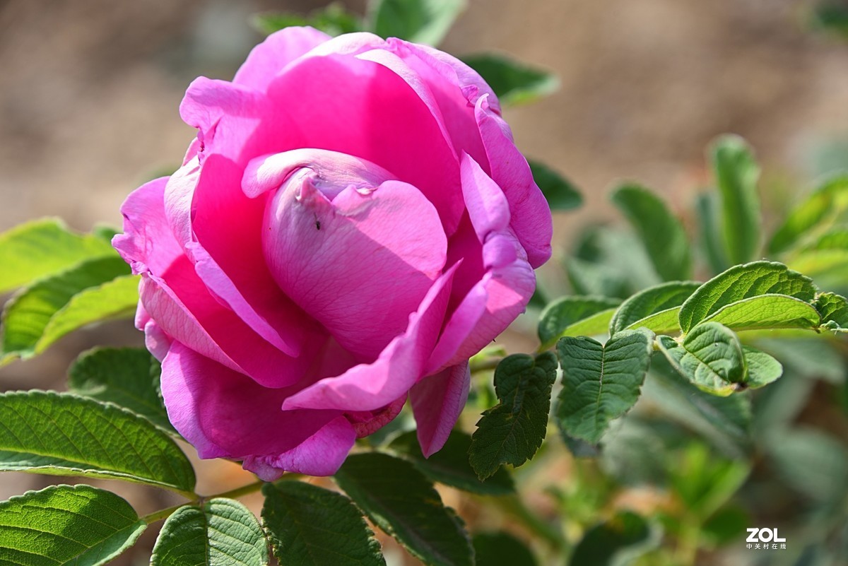 玫瑰花(1)