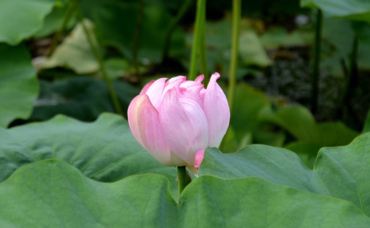 D610试机，直出，无后期