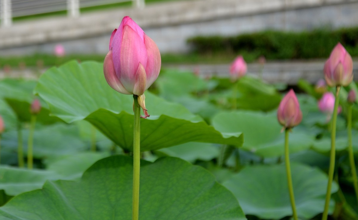 D610试机，直出，无后期