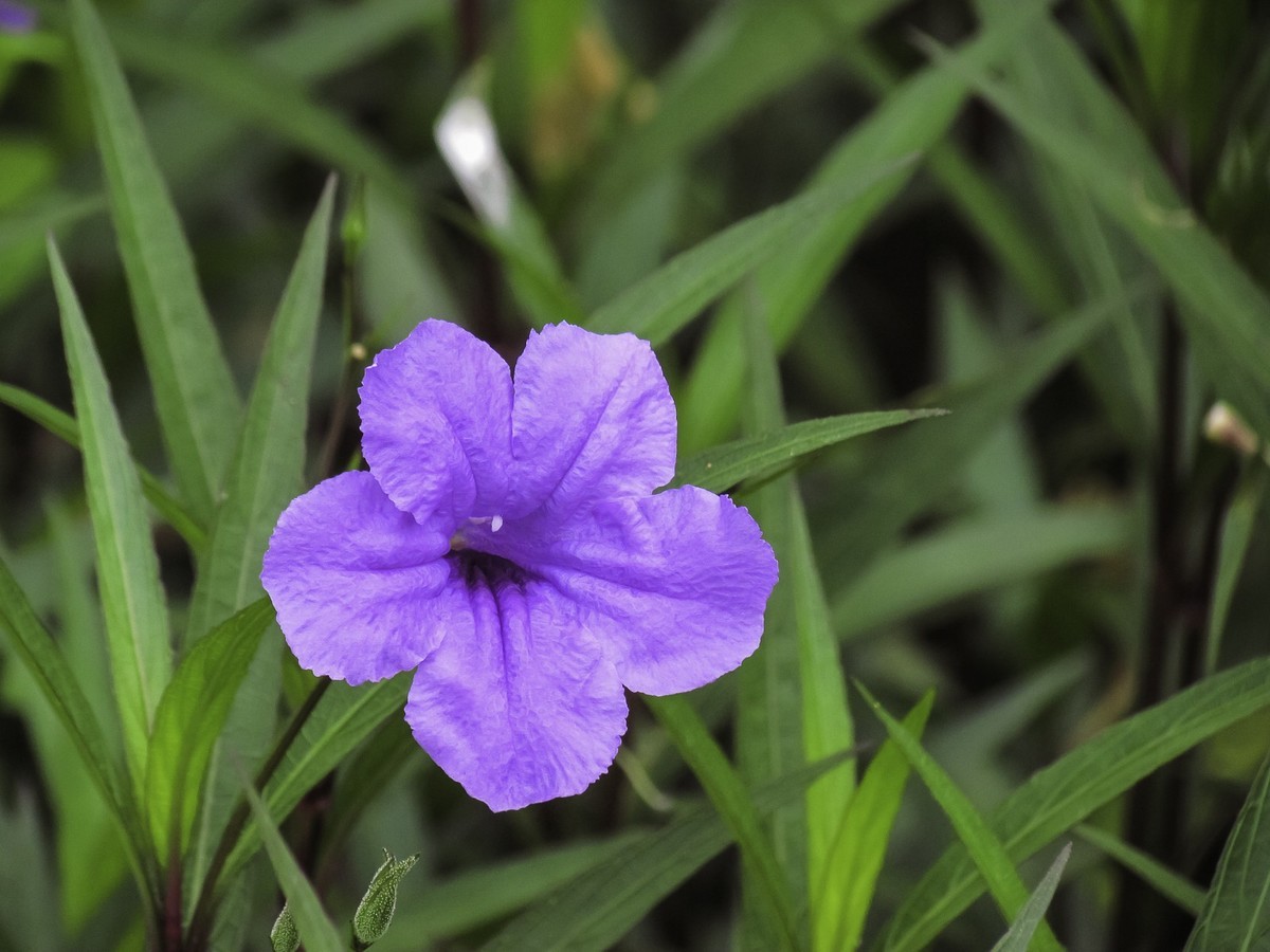 藍花草