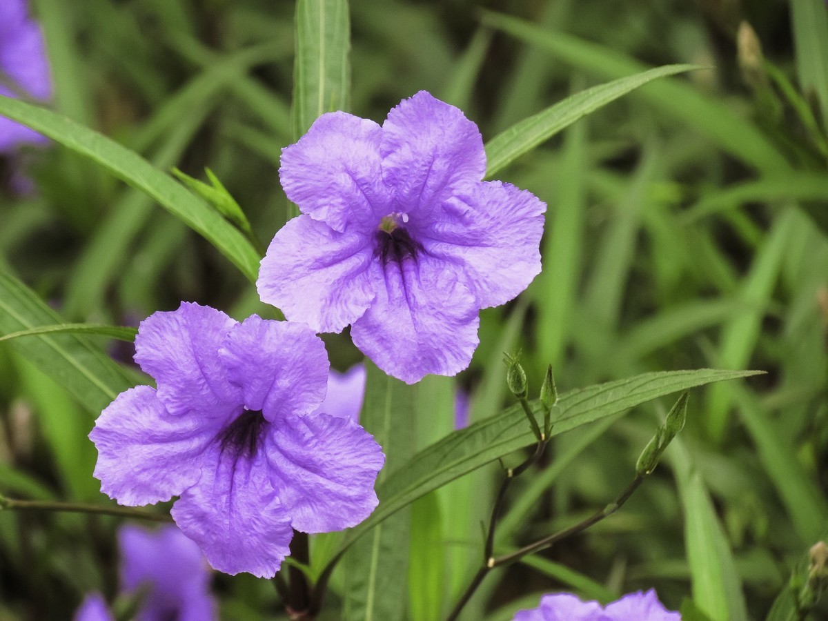 藍花草