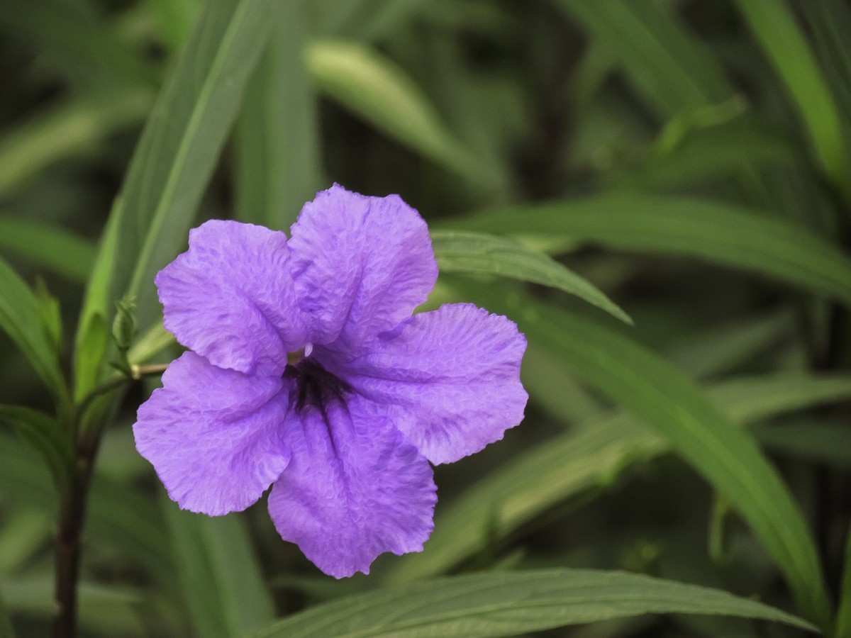 藍花草