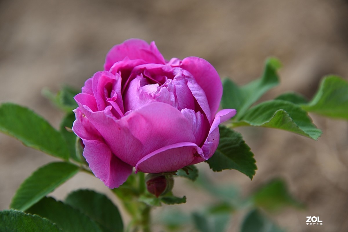 玫瑰花2
