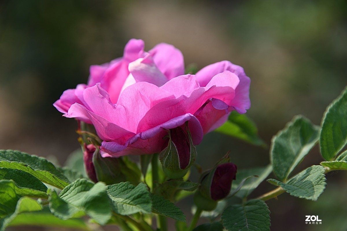 玫瑰花2