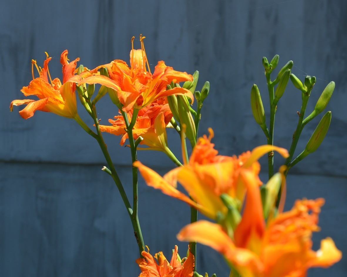 D610试机，直出，无后期