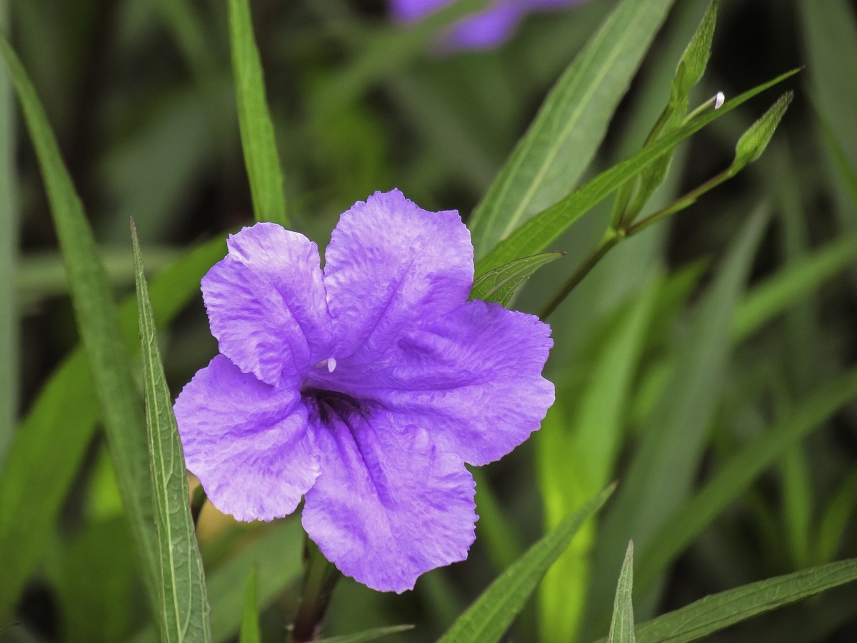 藍花草