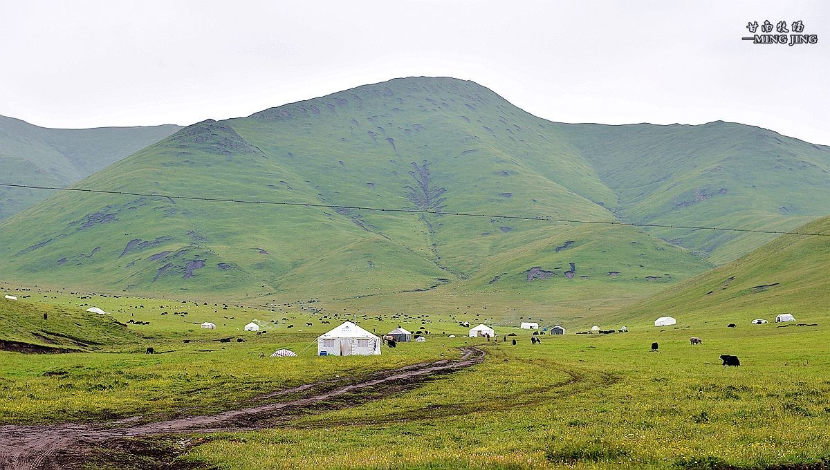 七月，甘南牧场风光 ！