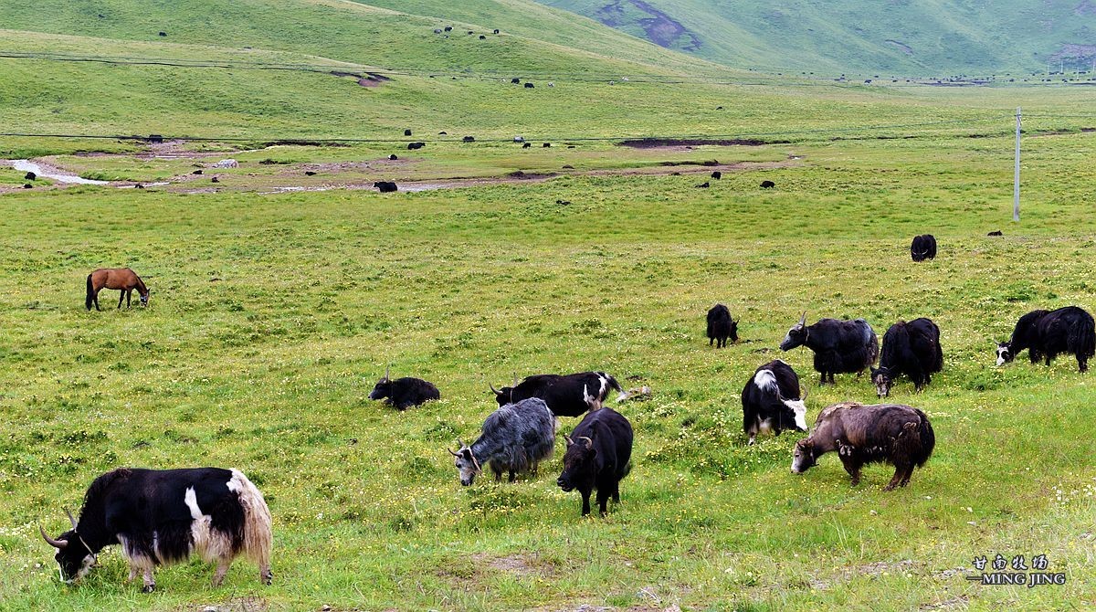 七月，甘南牧场风光 ！