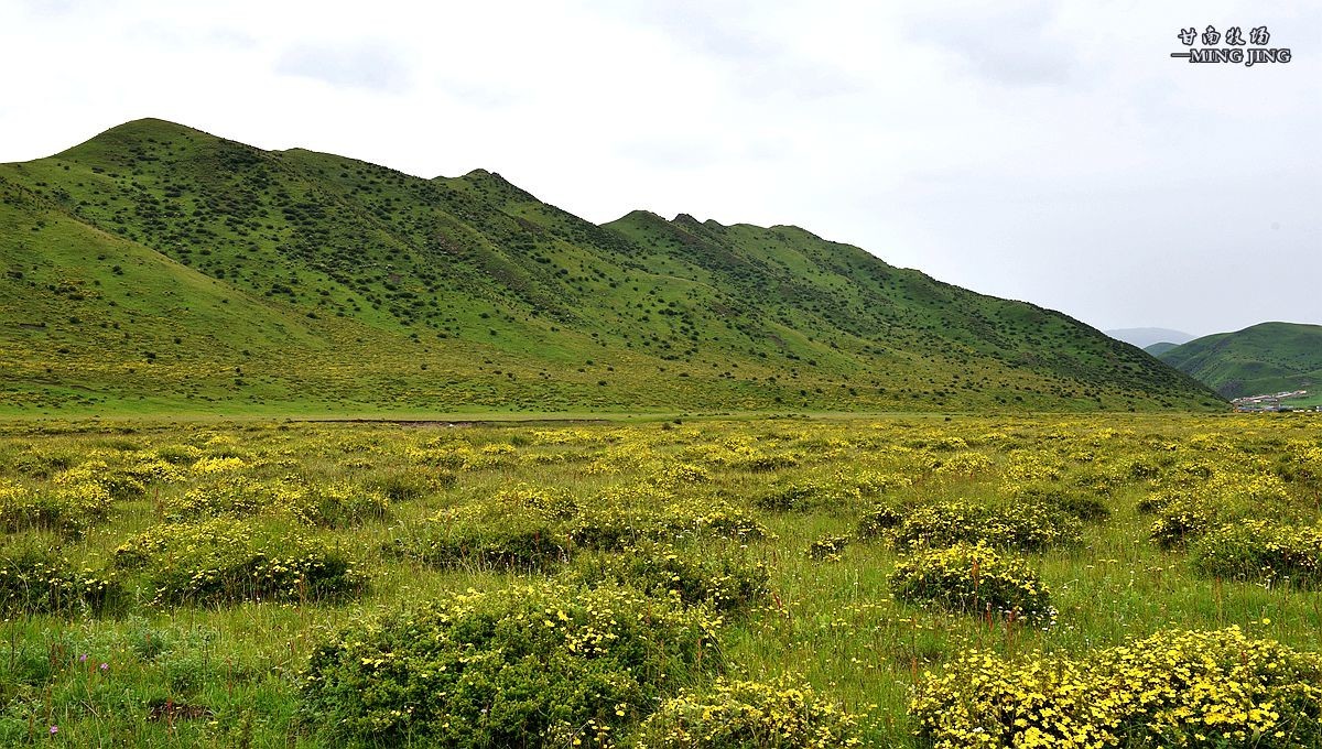 七月，甘南牧场风光 ！