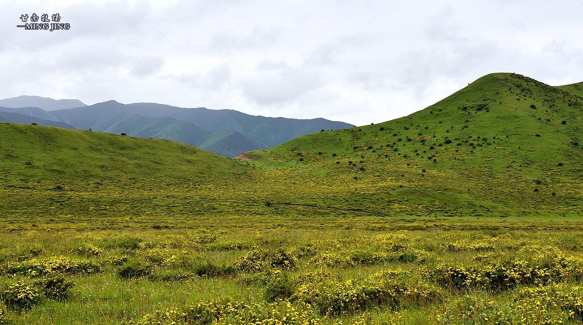 七月，甘南牧场风光 ！