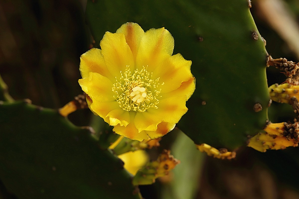 初夏仙人掌坚强挺拔开新花