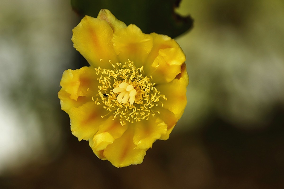 初夏仙人掌坚强挺拔开新花