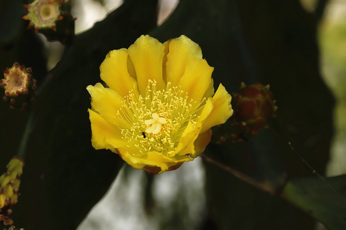 初夏仙人掌坚强挺拔开新花