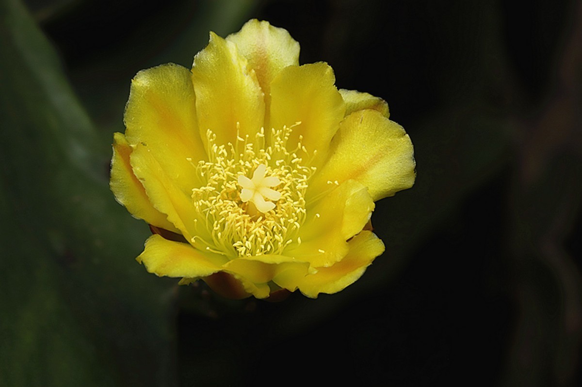 初夏仙人掌坚强挺拔开新花