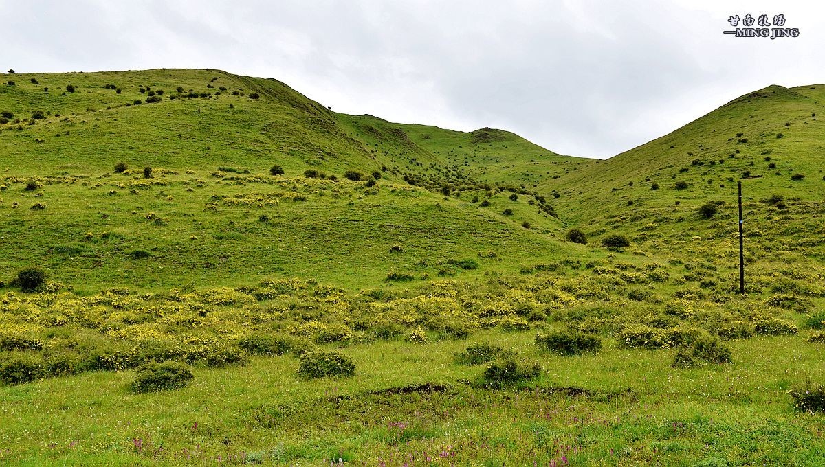 七月，甘南牧场风光 ！