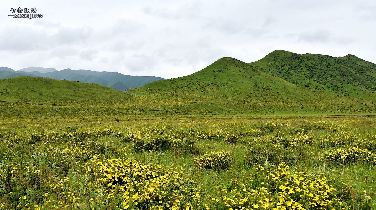 七月，甘南牧场风光 ！