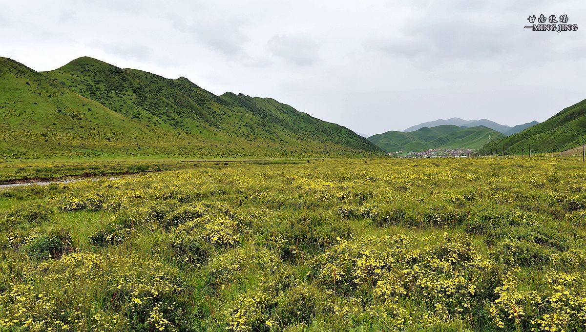 七月，甘南牧场风光 ！