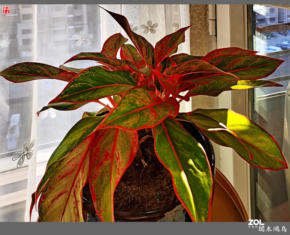 【手机随拍】乔迁新禧暖新房