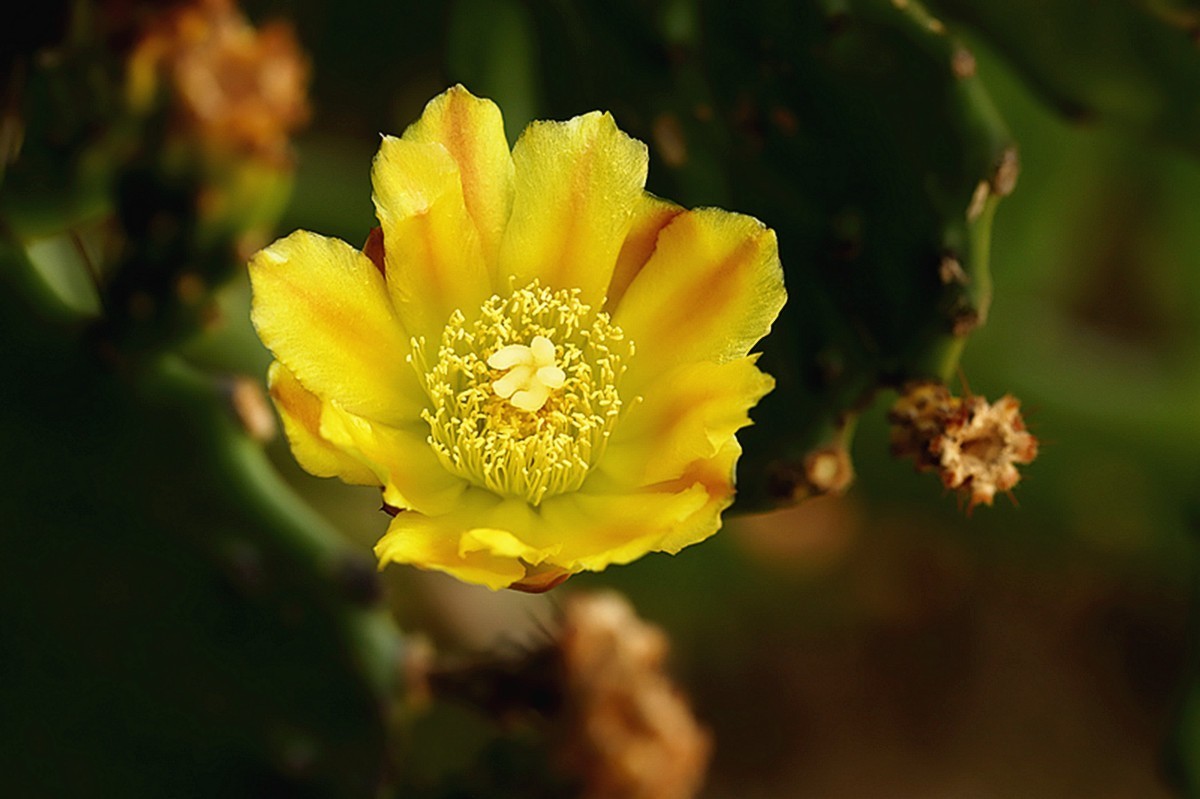 初夏仙人掌坚强挺拔开新花