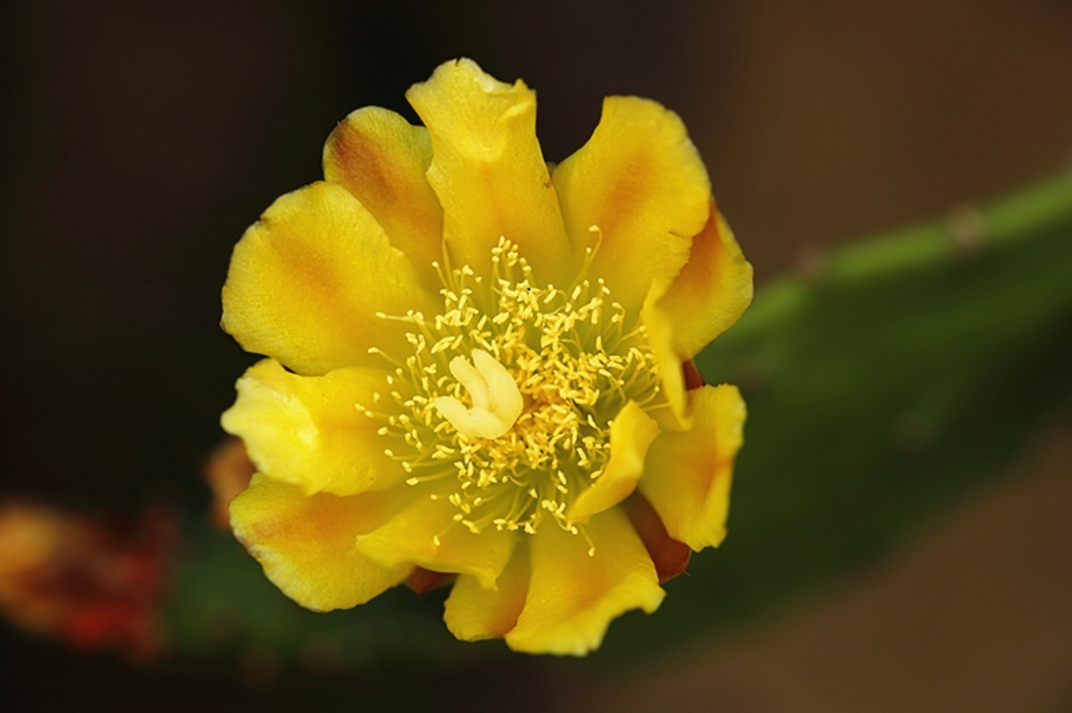初夏仙人掌坚强挺拔开新花
