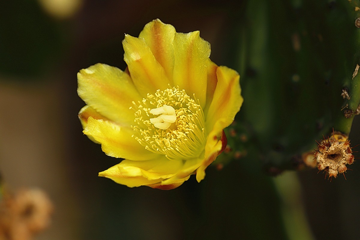 初夏仙人掌坚强挺拔开新花