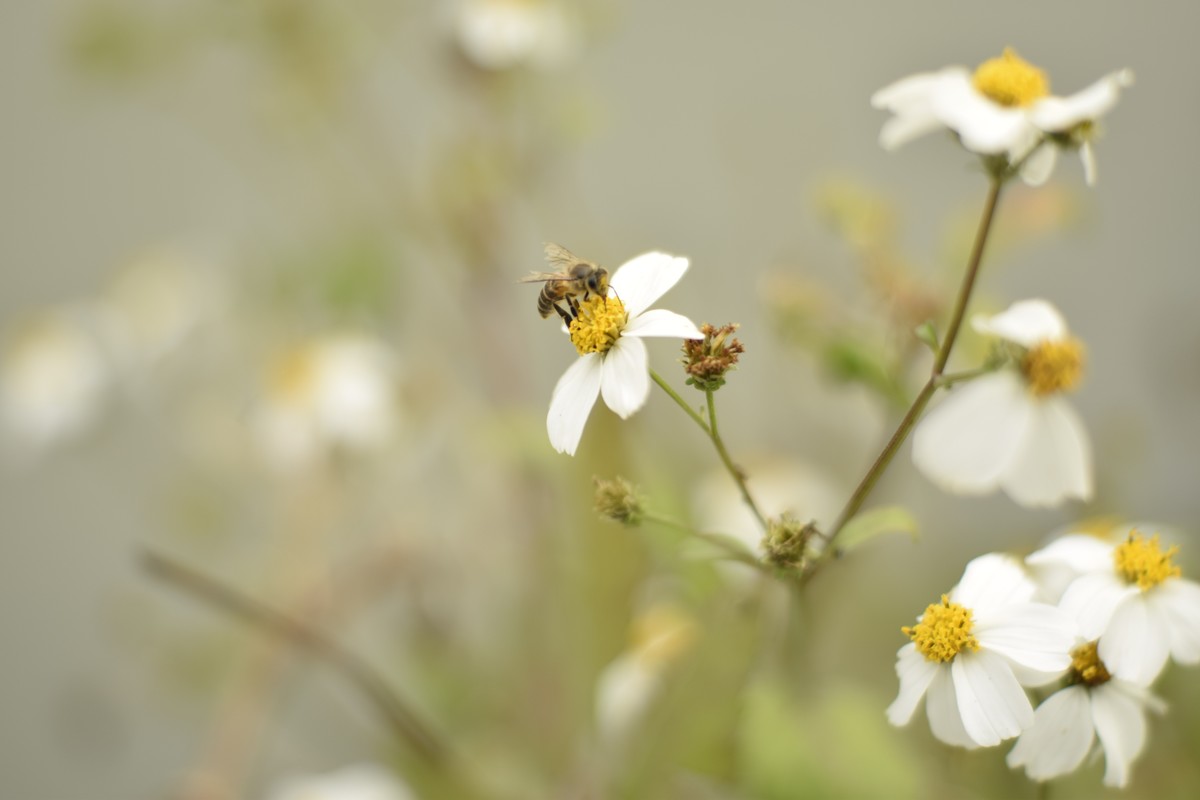 尼康D5300老马不失蹄，还能战否！