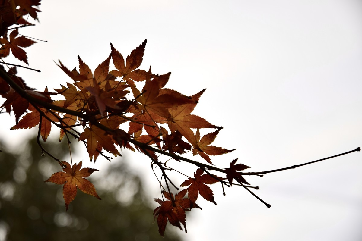 尼康D5300老马不失蹄，还能战否！