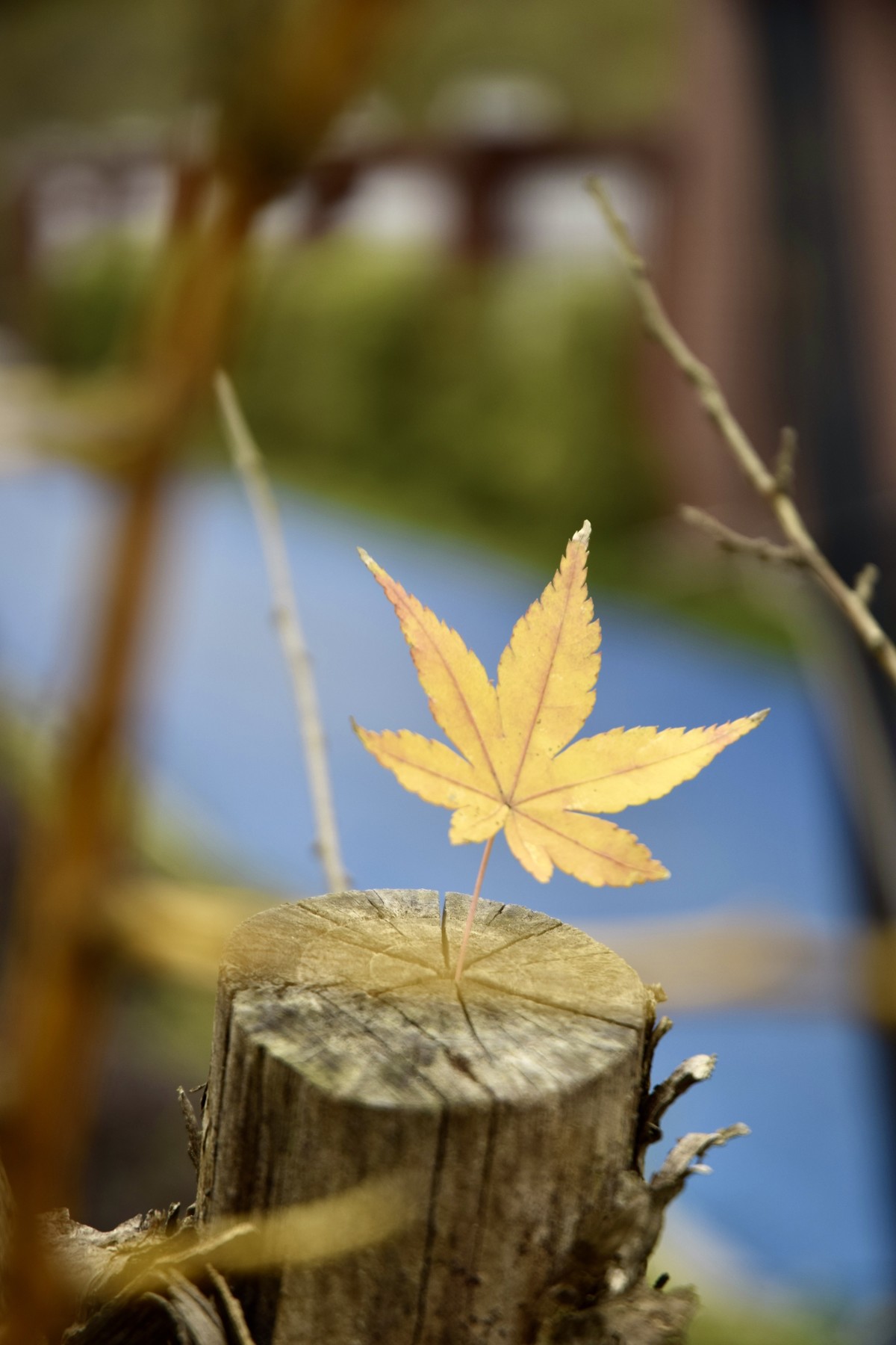 尼康D5300老马不失蹄，还能战否！