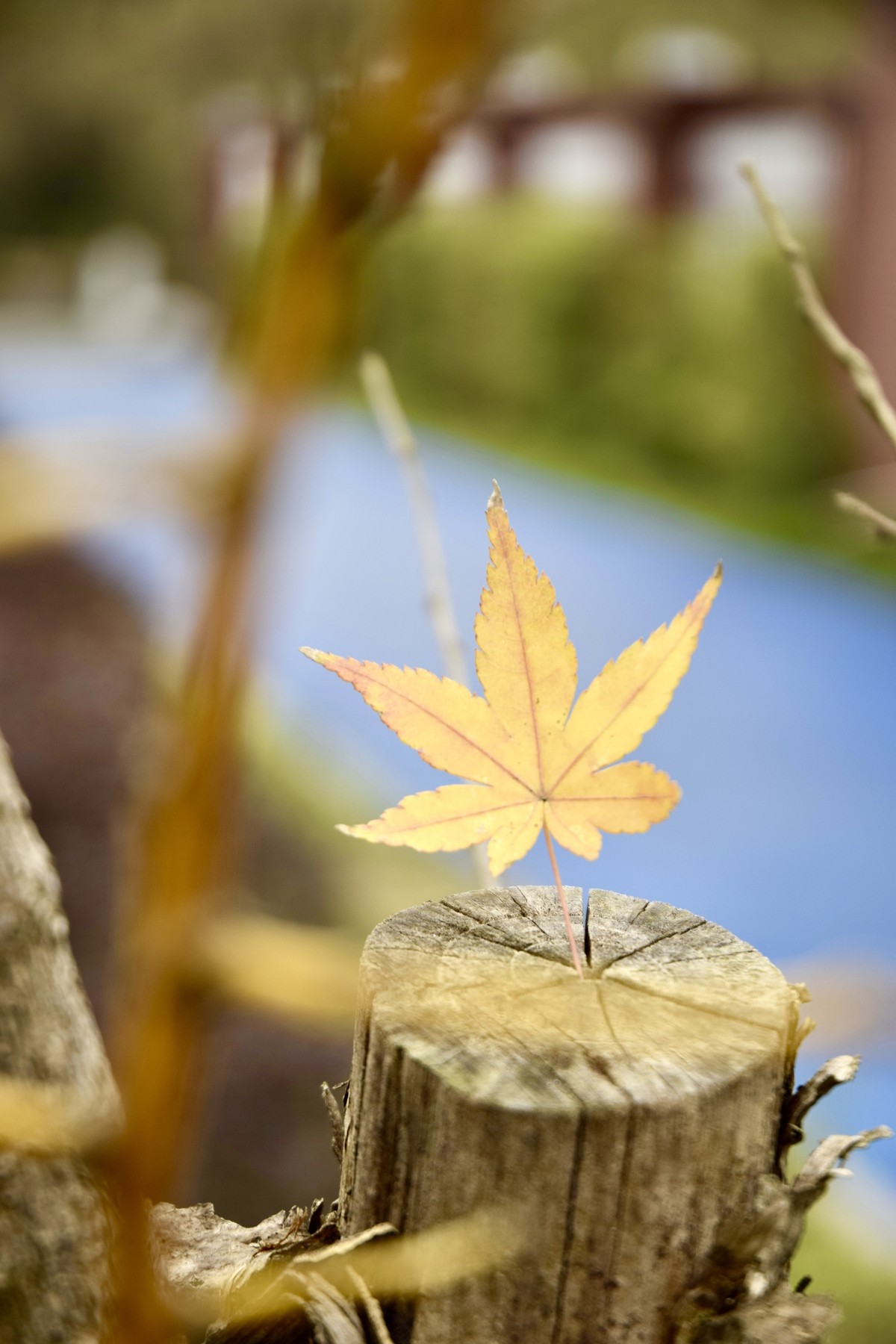 尼康D5300老马不失蹄，还能战否！