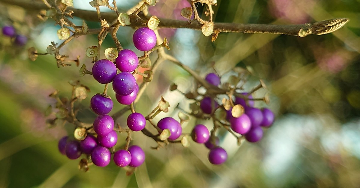 携一组索尼旗舰手机(xperia 1 ll )图片问候 永不败落的神圣丶鹿鸣1965两位版主