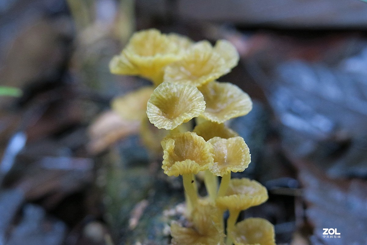 野生菌